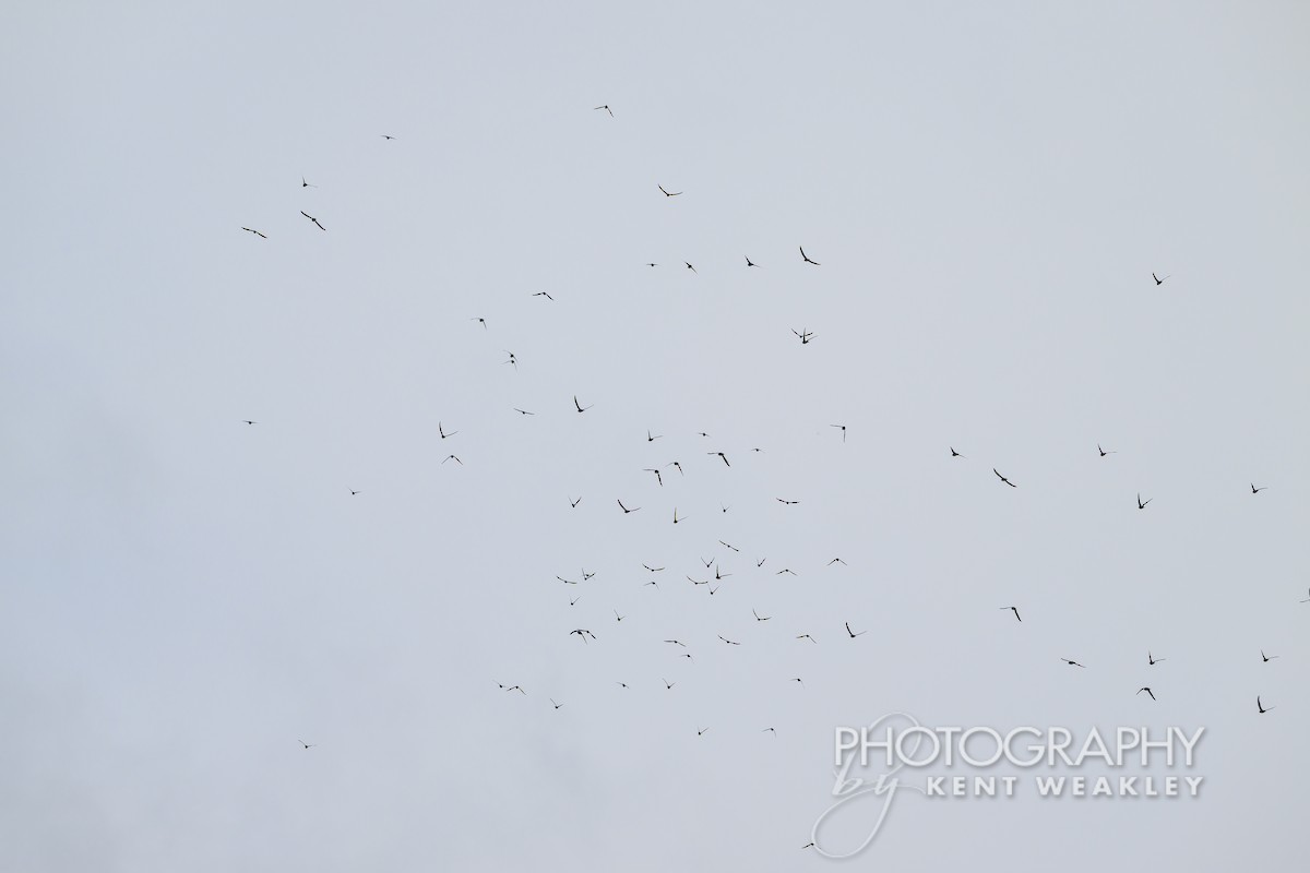 White-collared Swift - Kent Weakley