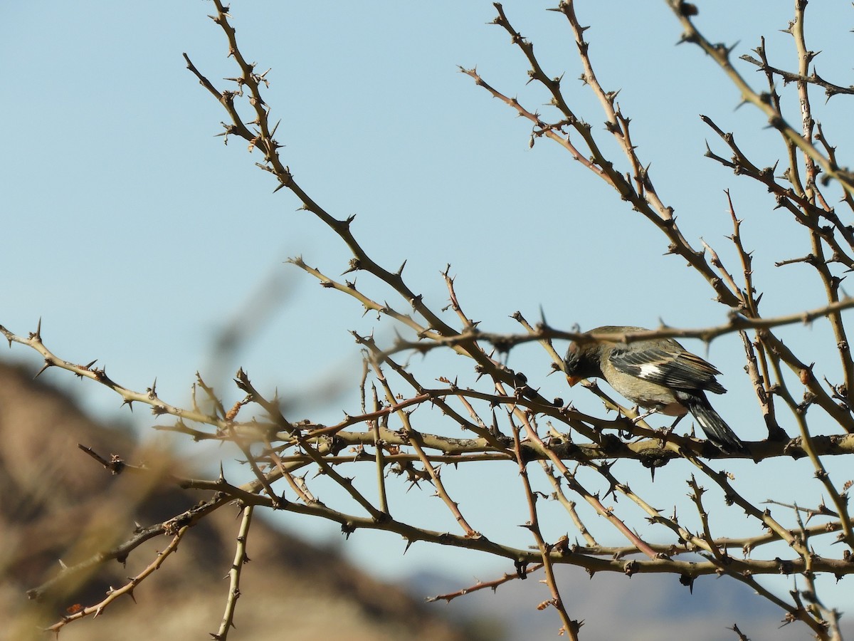 Band-tailed Seedeater - ML622335361