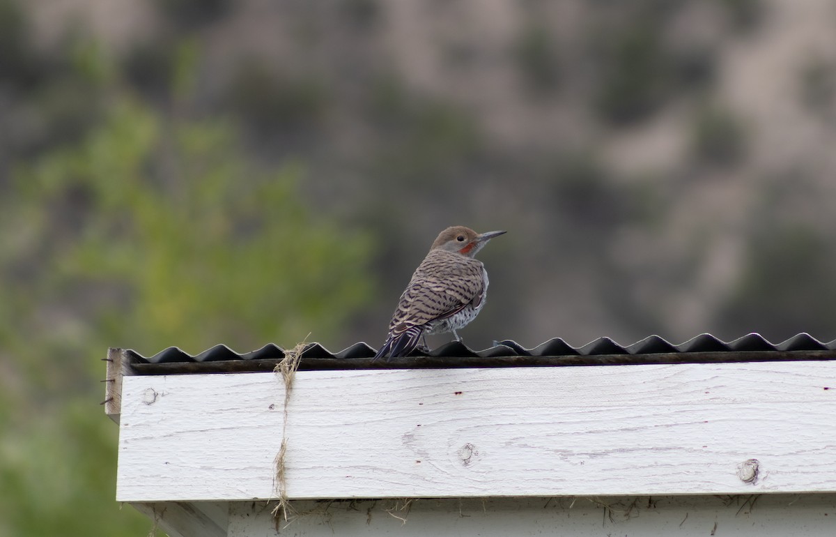 Northern Flicker (Red-shafted) - ML622335391