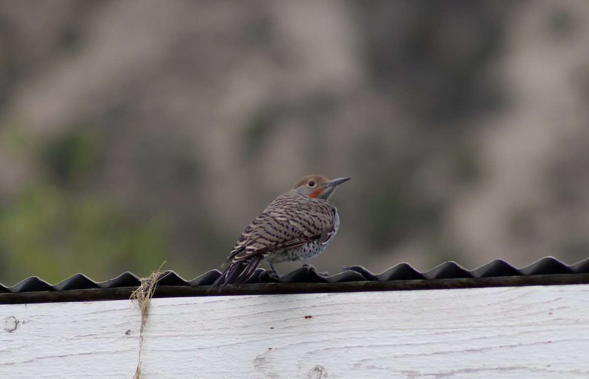 Northern Flicker (Red-shafted) - ML622335394