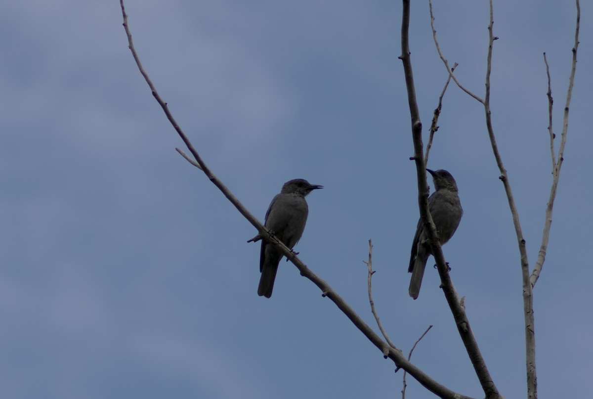 Pinyon Jay - ML622335406