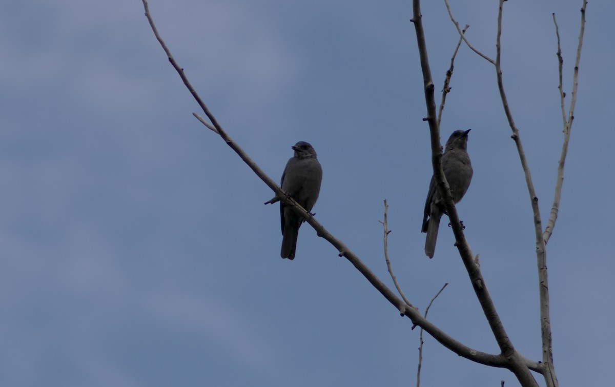 Pinyon Jay - ML622335418