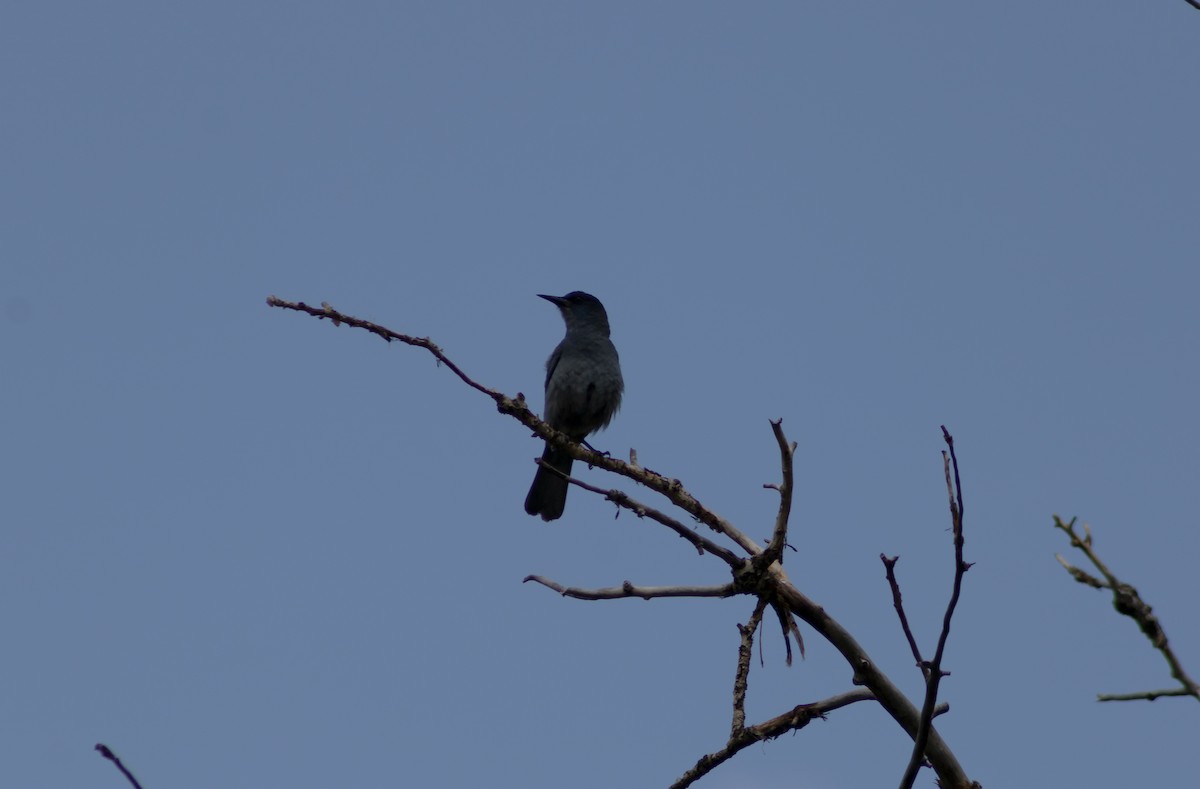 Pinyon Jay - ML622335427