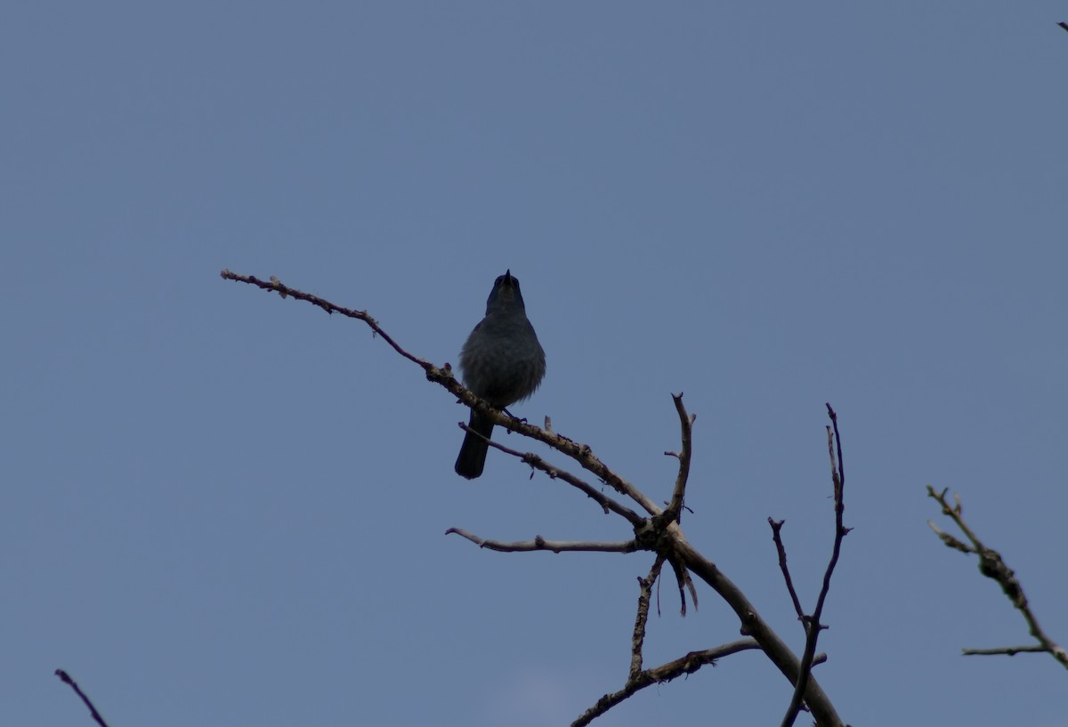 Pinyon Jay - ML622335434