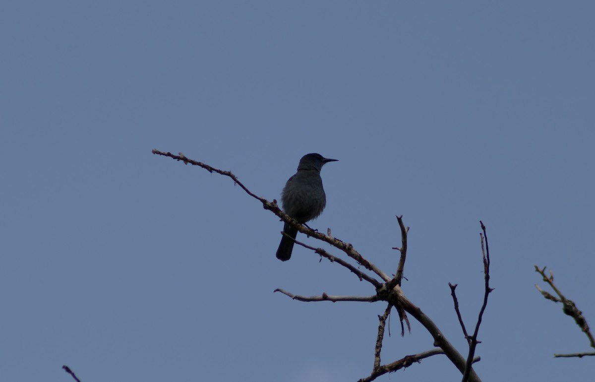 Pinyon Jay - ML622335436