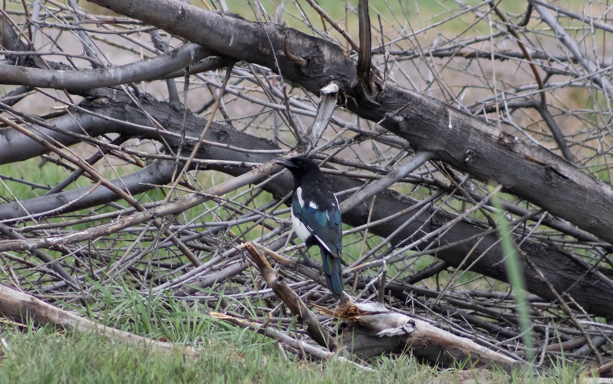 Black-billed Magpie - ML622335439