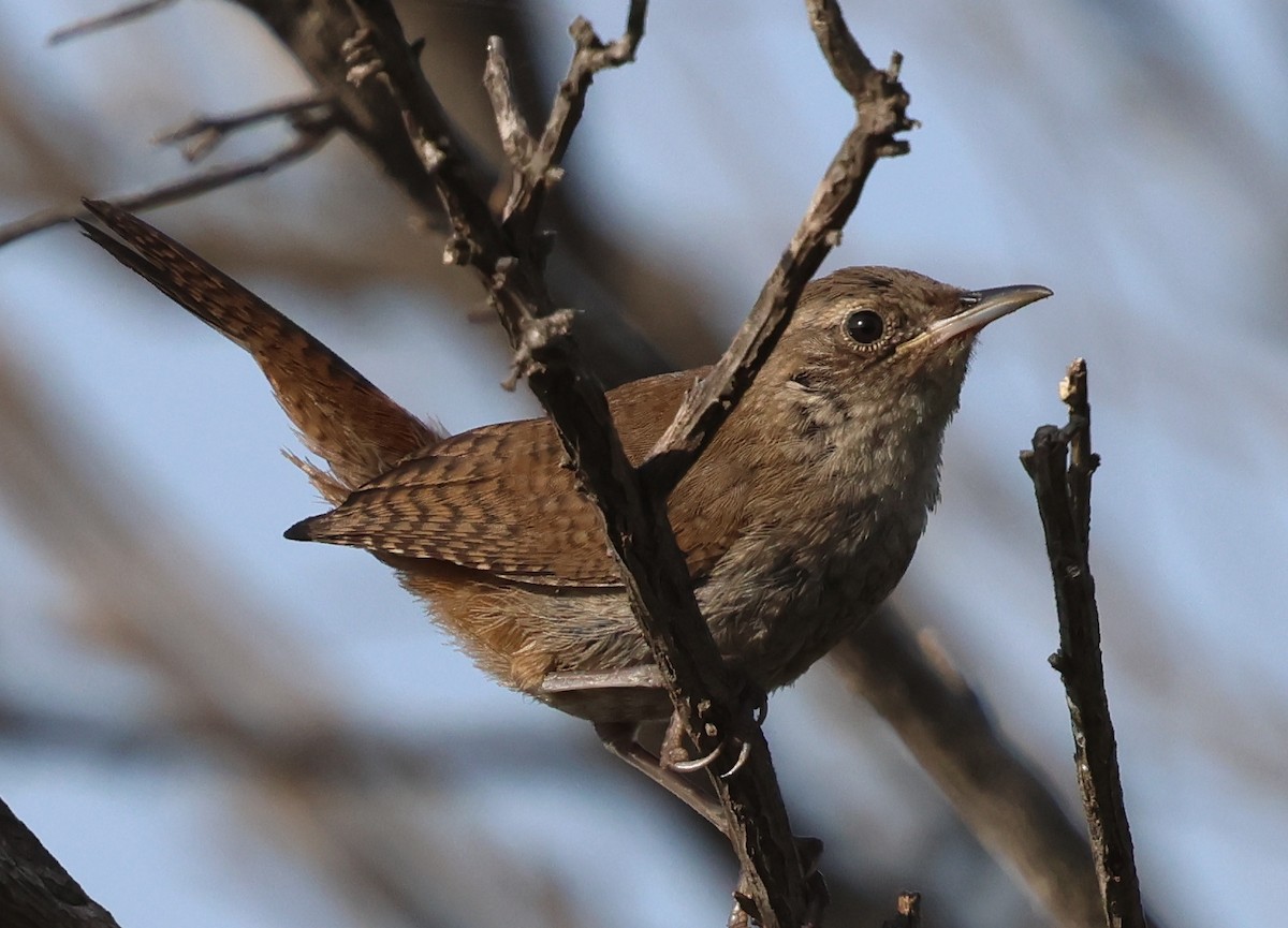 House Wren - ML622335464