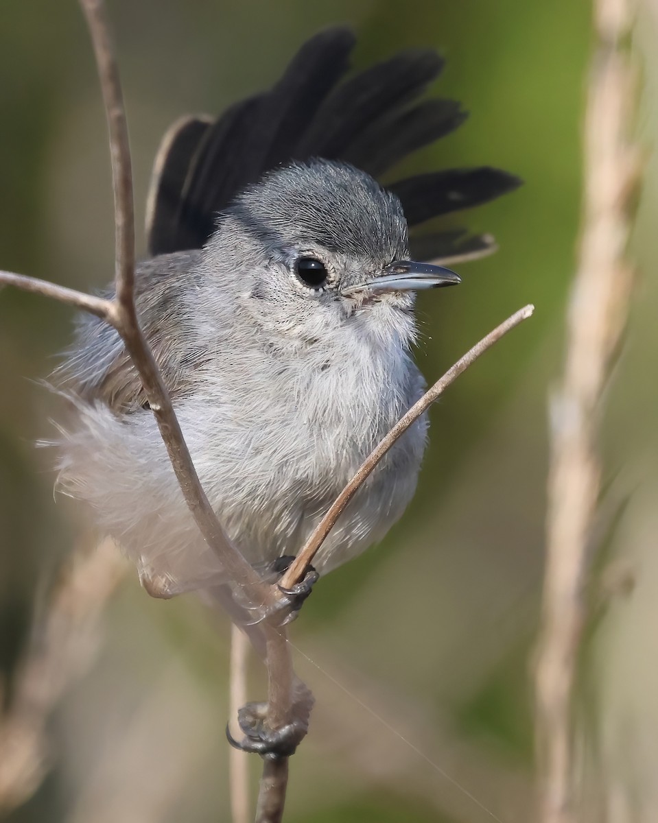 California Gnatcatcher - Sally Veach