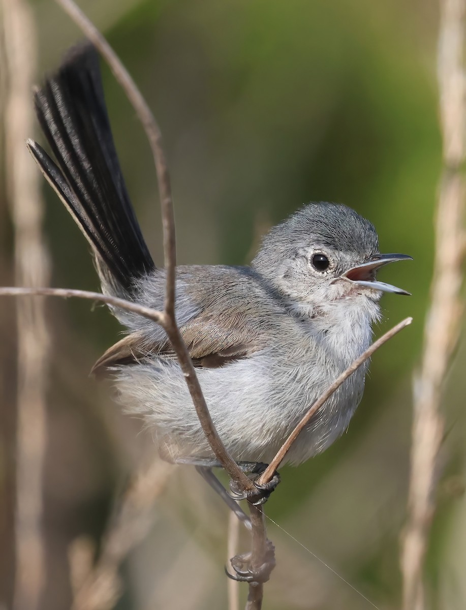 California Gnatcatcher - ML622335475