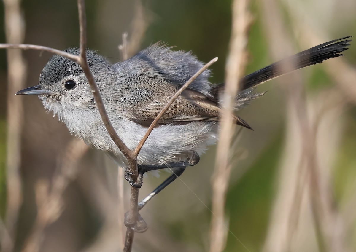 California Gnatcatcher - ML622335476