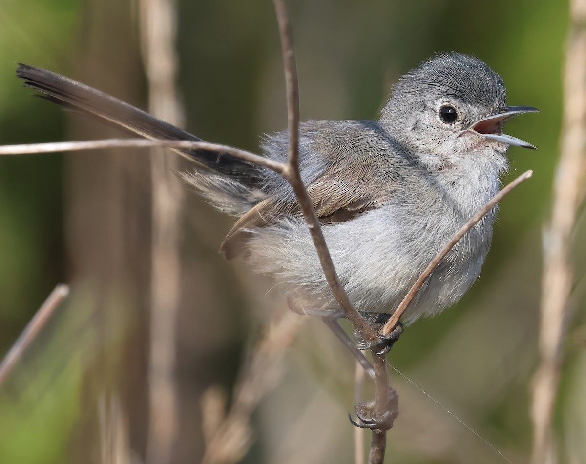 California Gnatcatcher - ML622335477