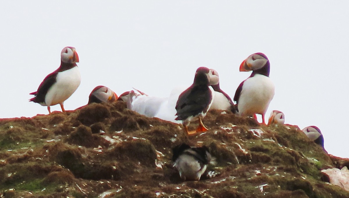 Atlantic Puffin - ML622335491