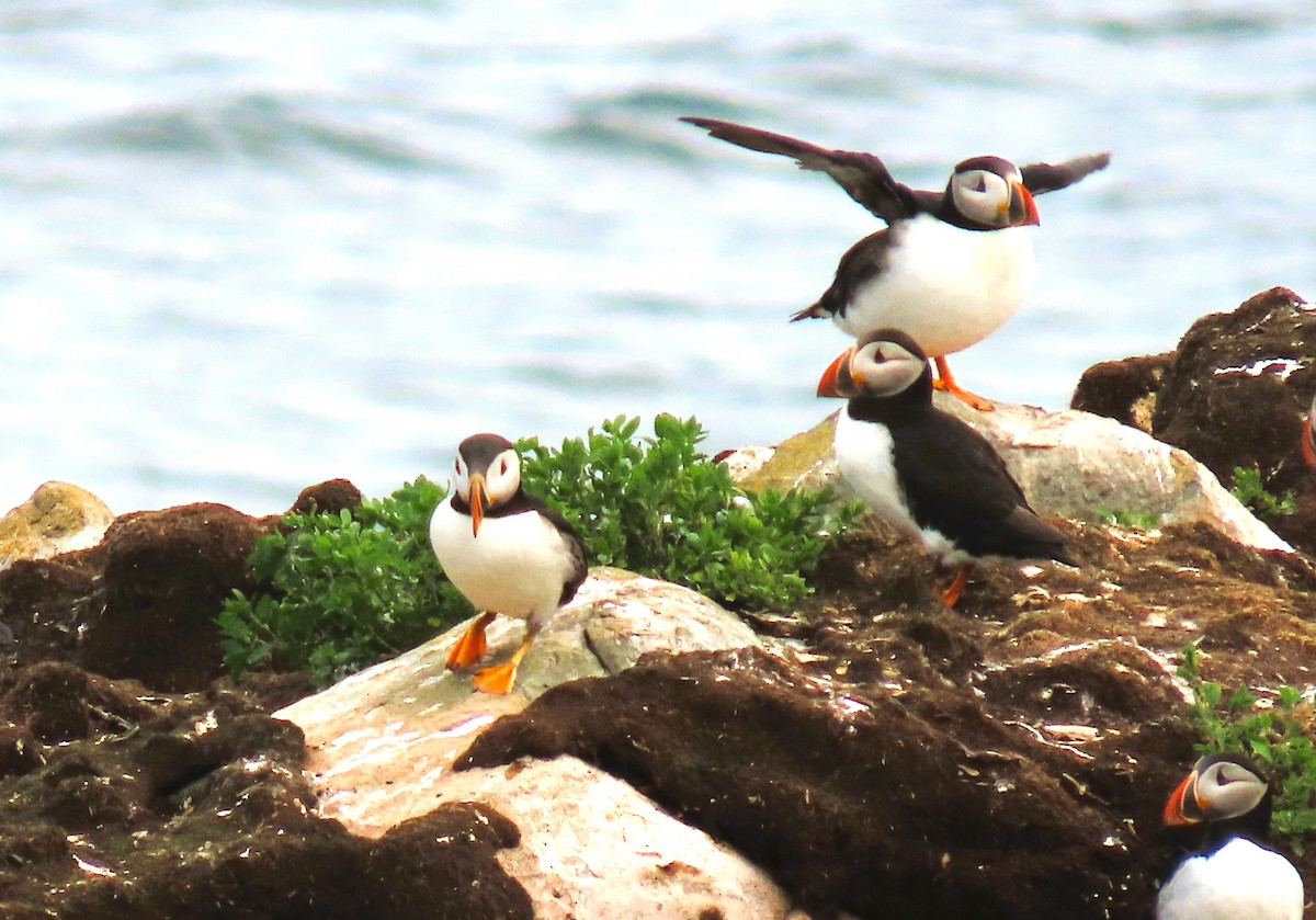 Atlantic Puffin - ML622335511