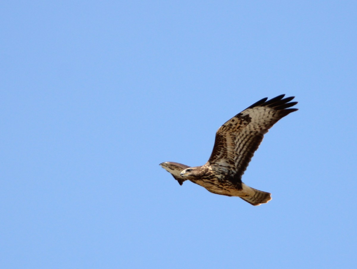 Common Buzzard - ML622335534