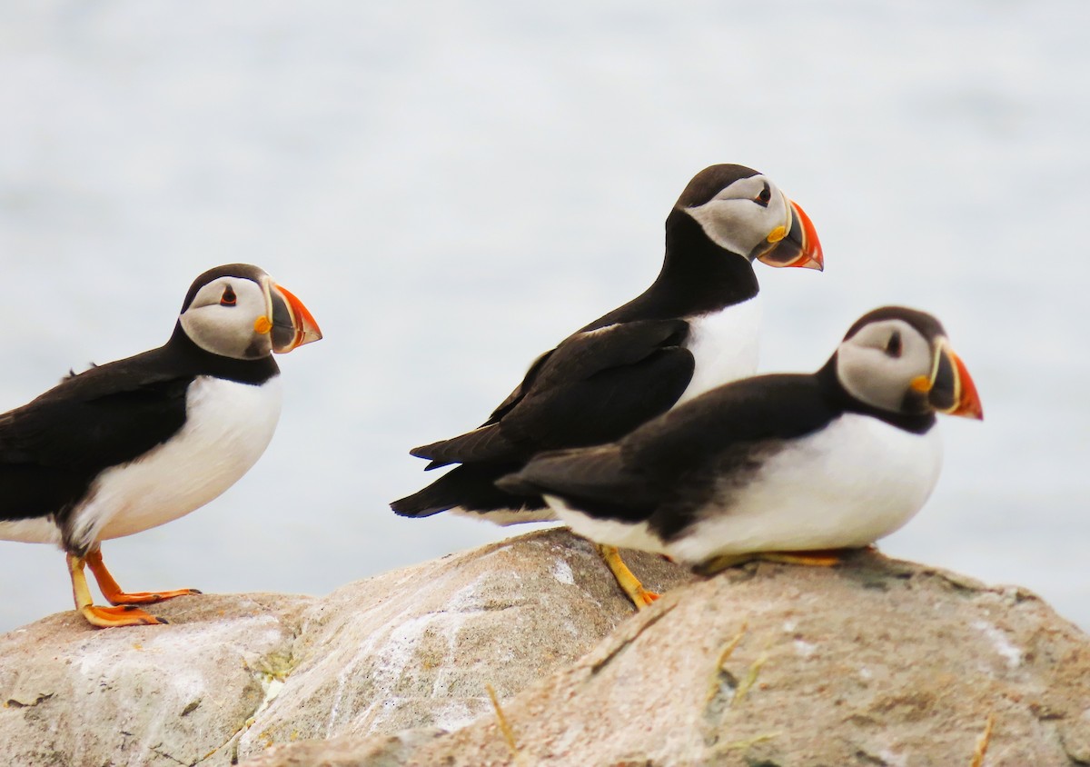 Atlantic Puffin - ML622335536