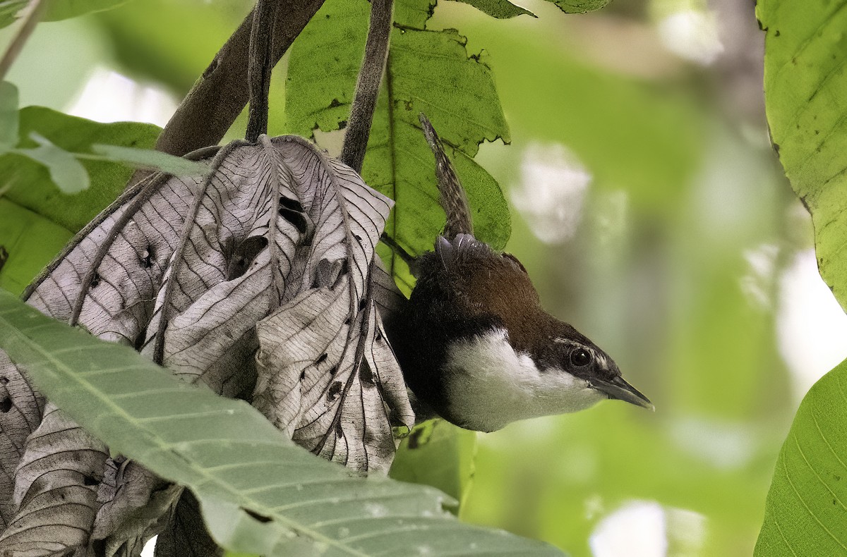 Black-bellied Wren - ML622335550