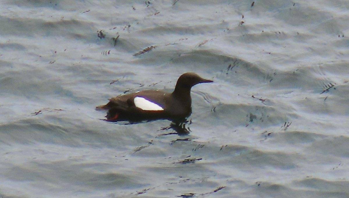 Black Guillemot - ML622335555