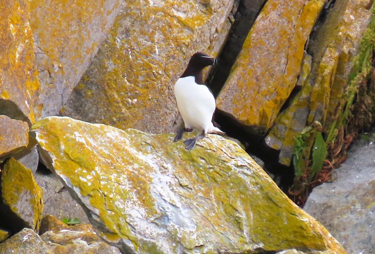 Razorbill - ML622335601