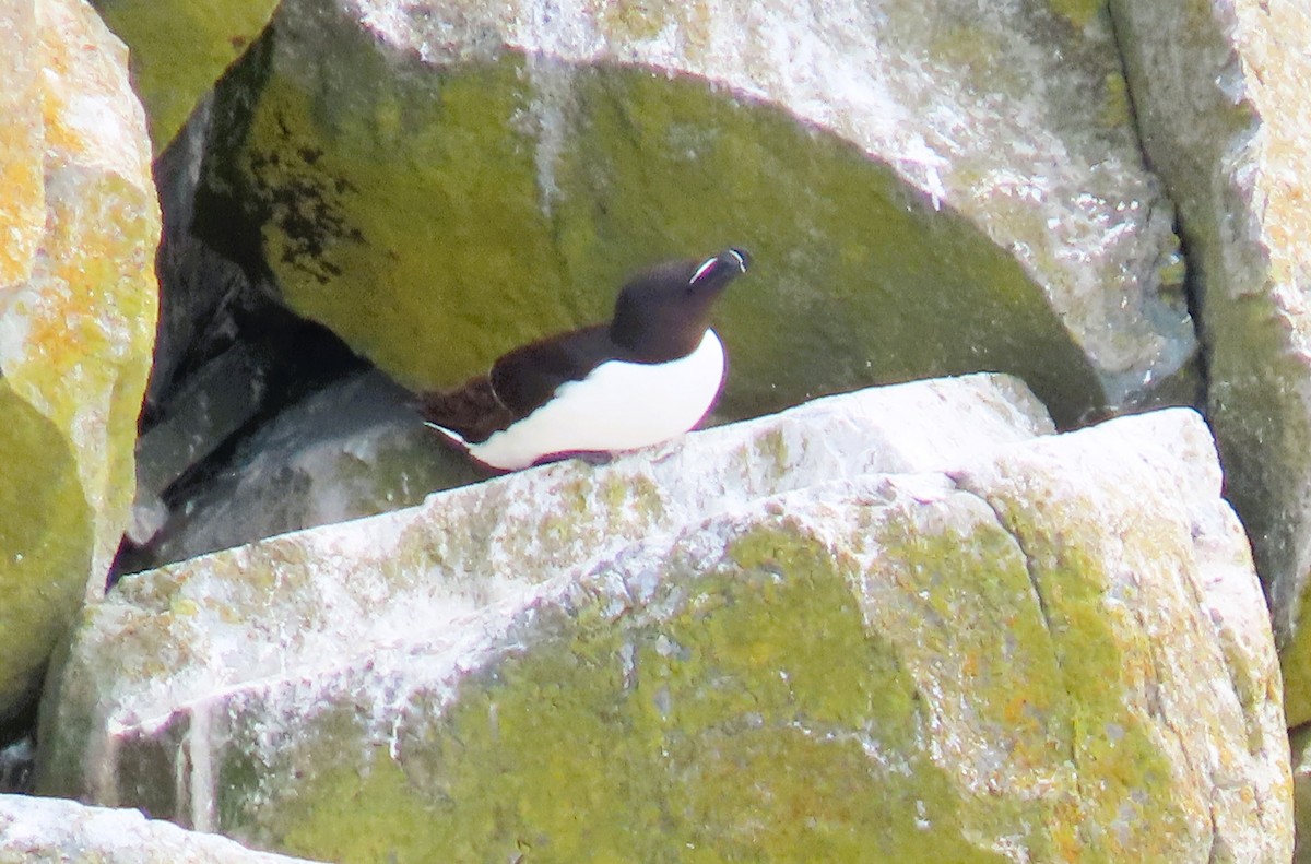 Razorbill - ML622335610