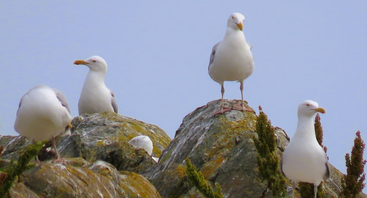 Herring Gull (American) - Alfred Scott