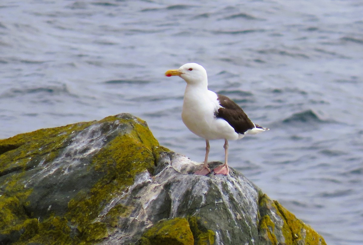 Great Black-backed Gull - ML622335644