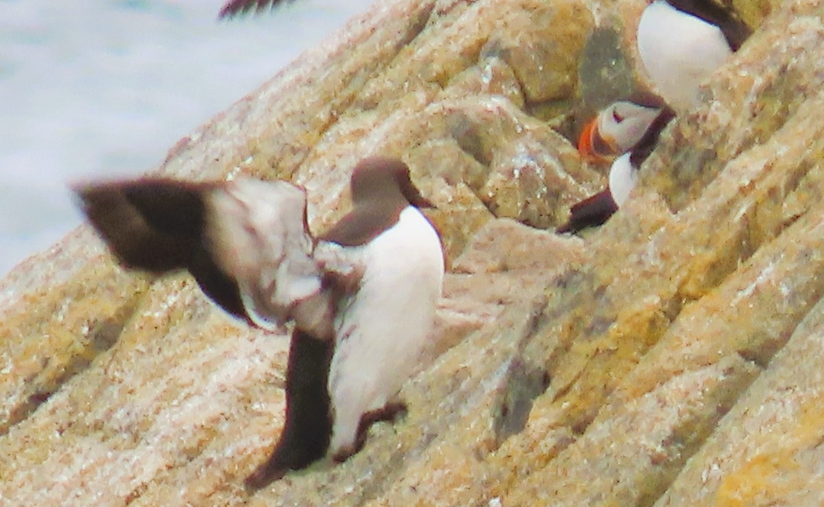 Common Murre - ML622335708