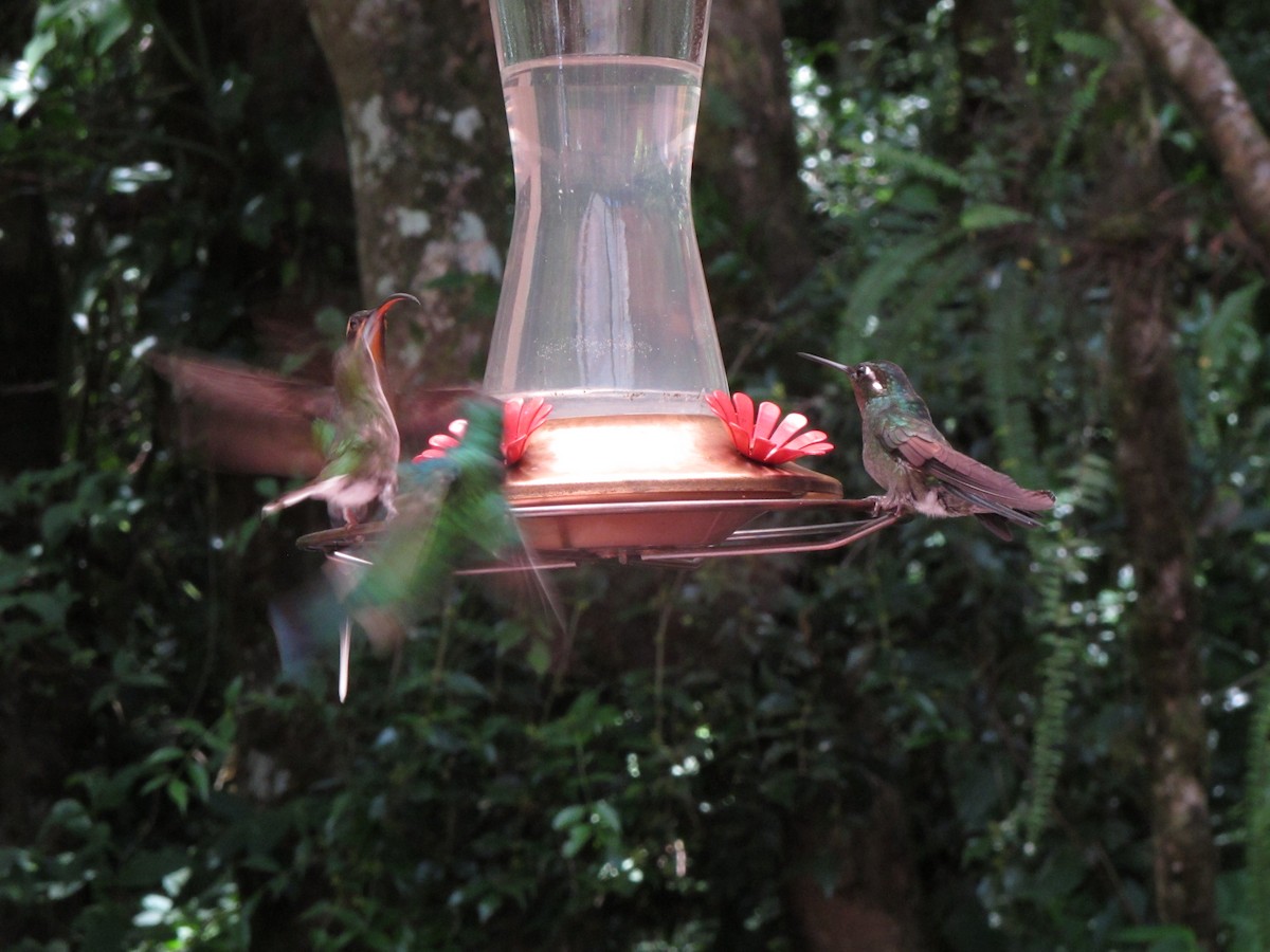 kolibřík šedobřichý - ML62233571