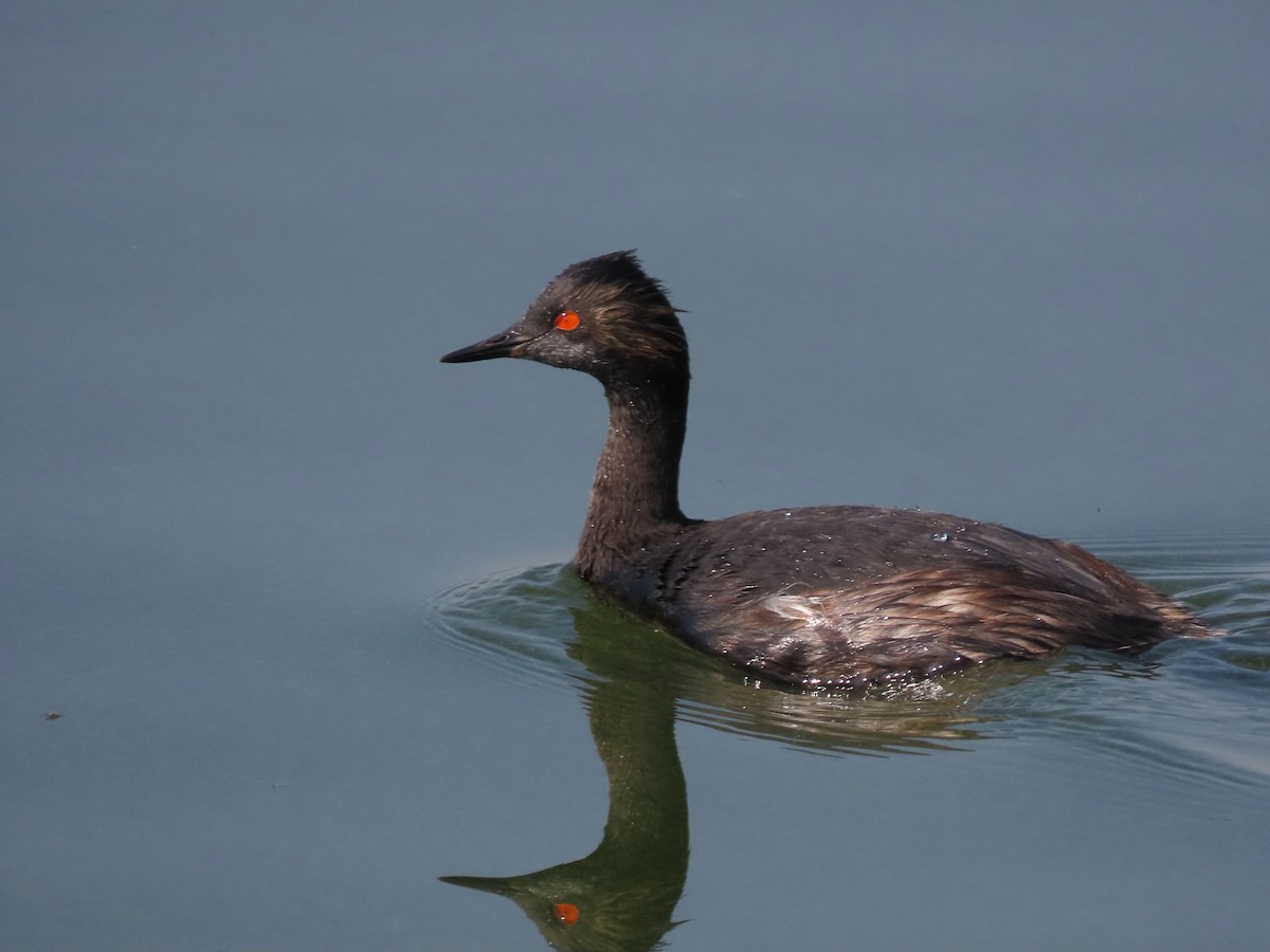 Eared Grebe - ML622335810