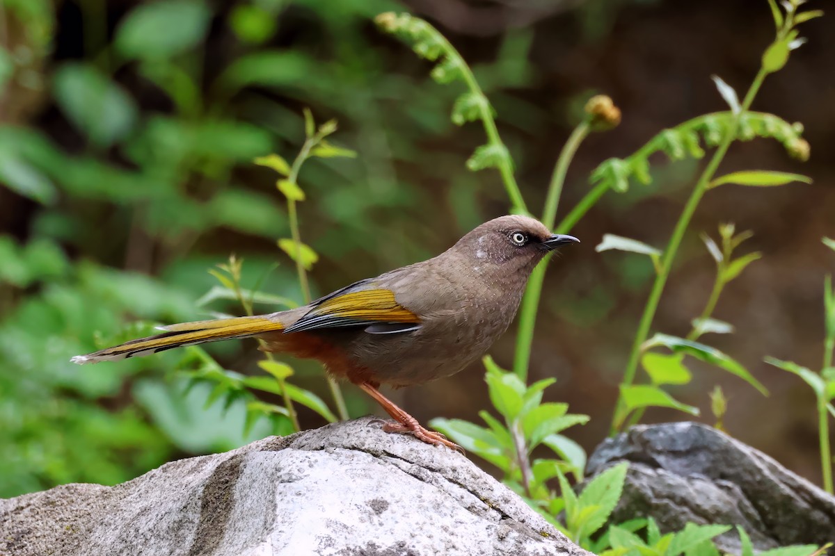 Elliot's Laughingthrush - ML622335859