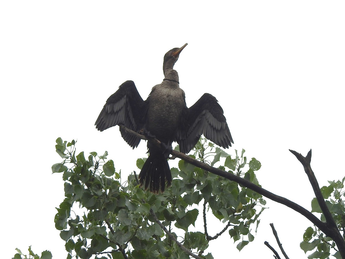 Double-crested Cormorant - ML622335953