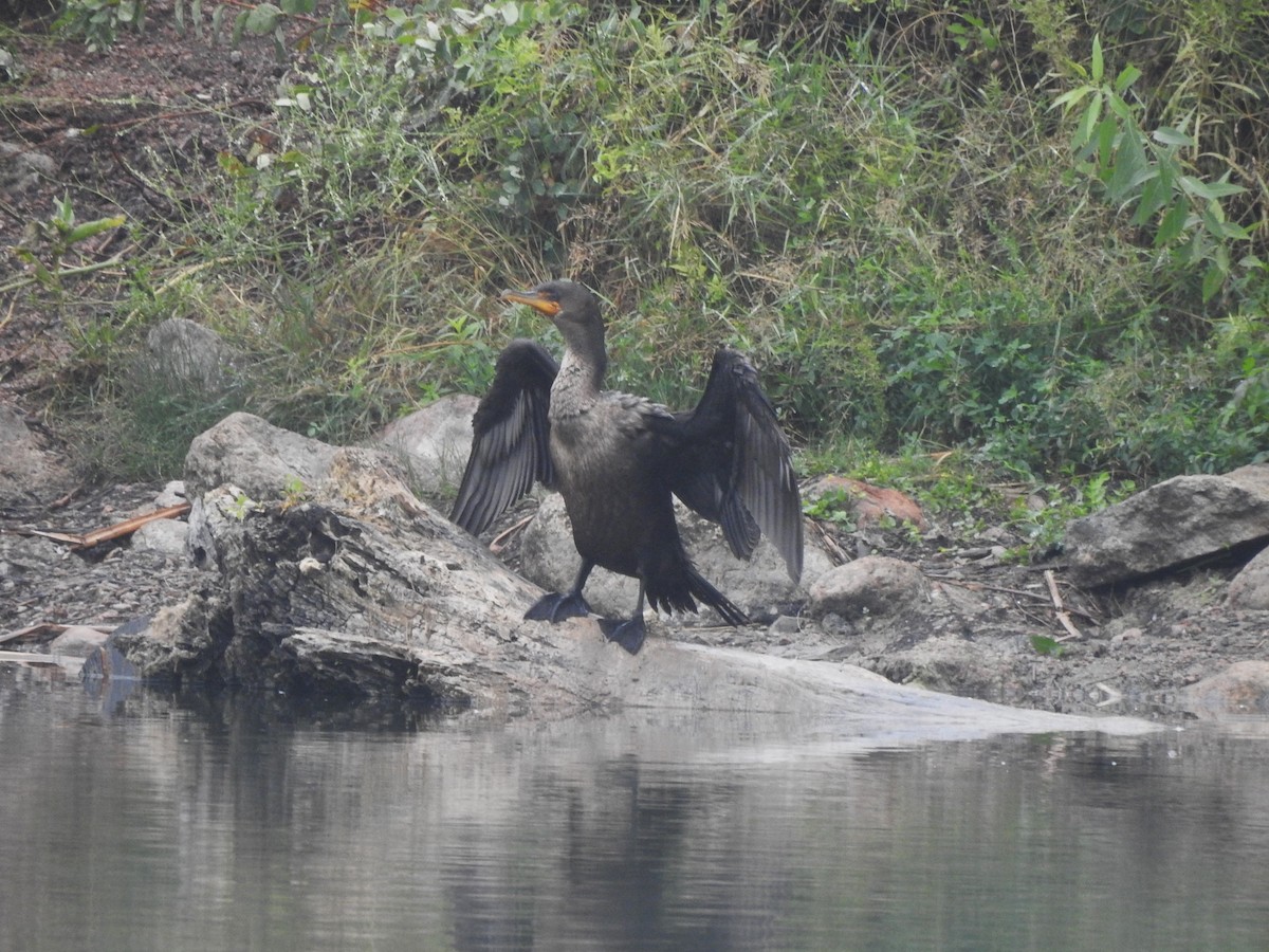 Double-crested Cormorant - ML622335957