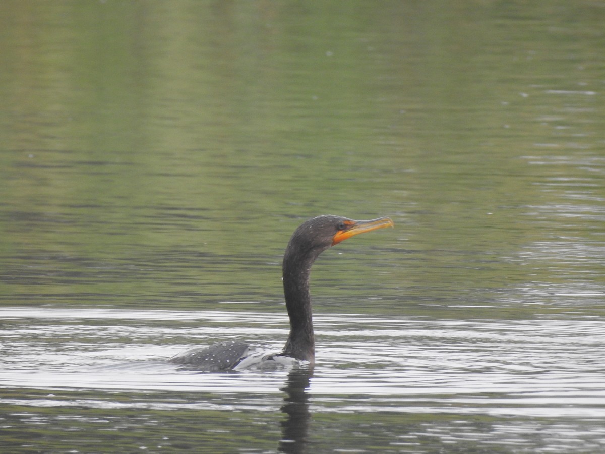 Double-crested Cormorant - ML622335959