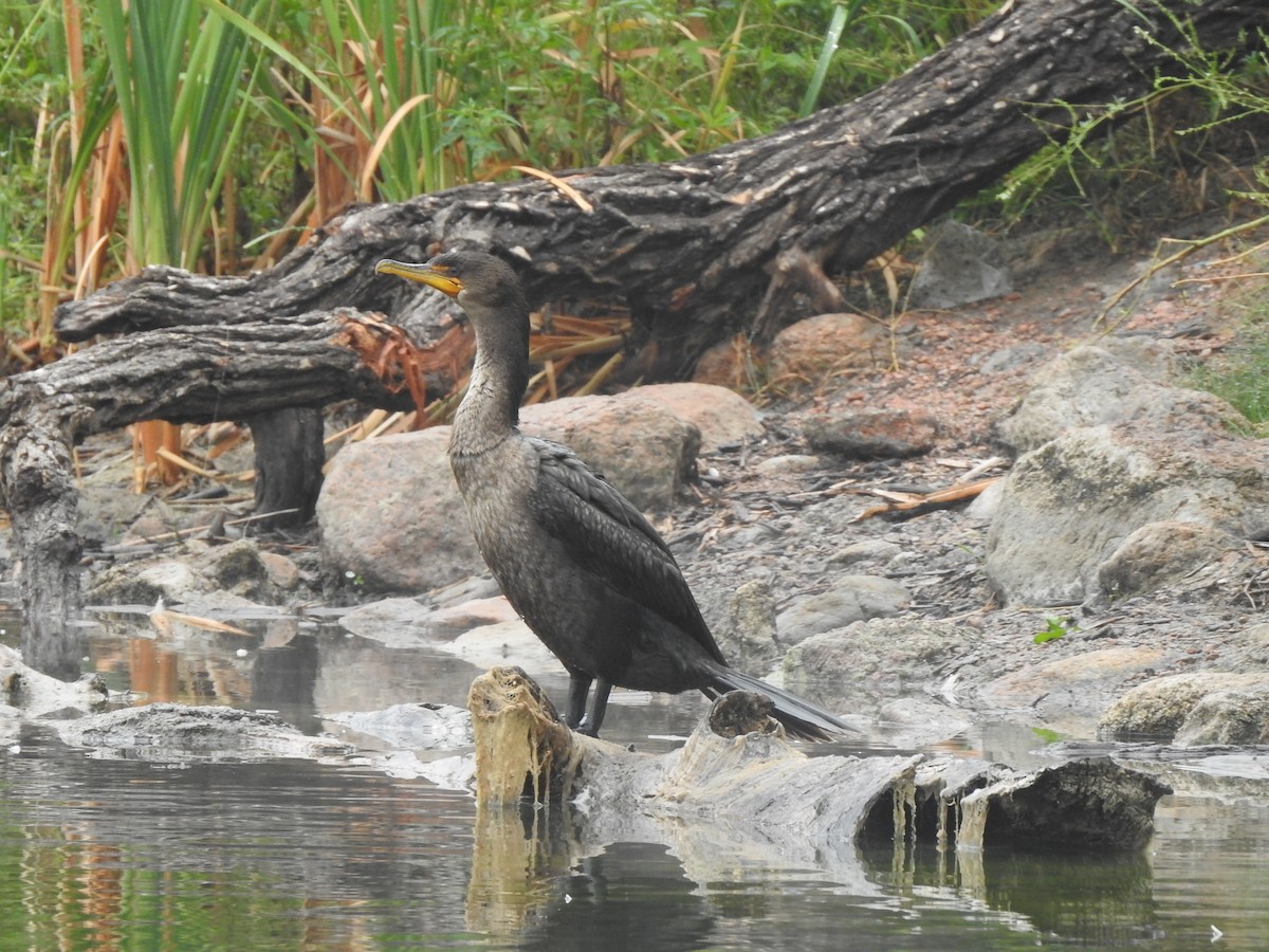 Double-crested Cormorant - ML622335962