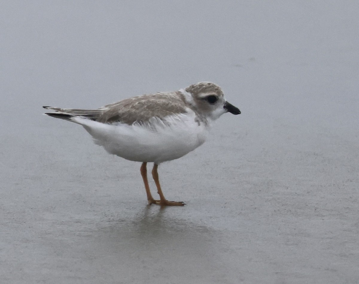 Piping Plover - Charlie   Nims