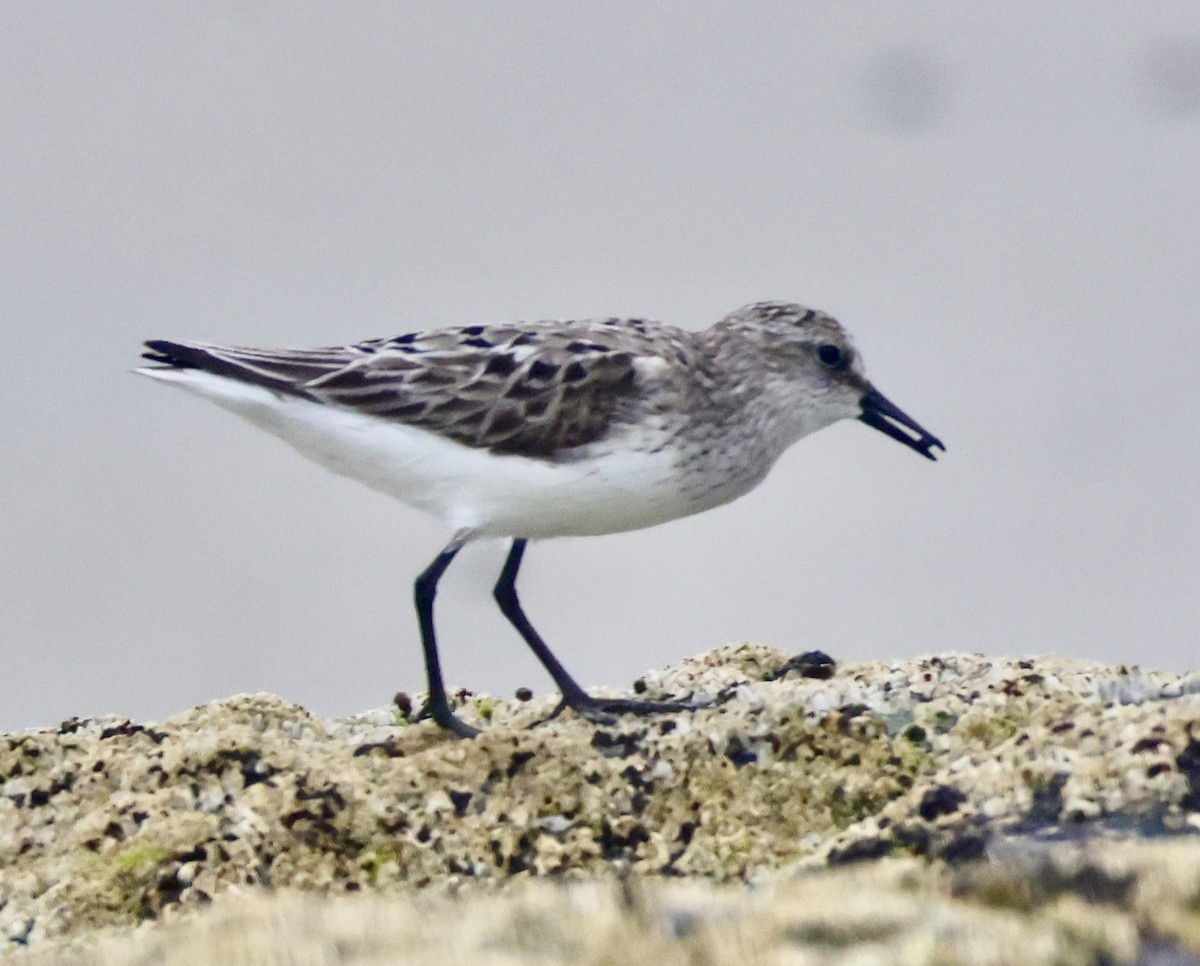 Semipalmated Sandpiper - Charlie   Nims