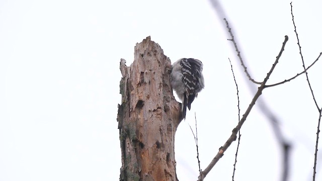 Hairy Woodpecker - ML622336011