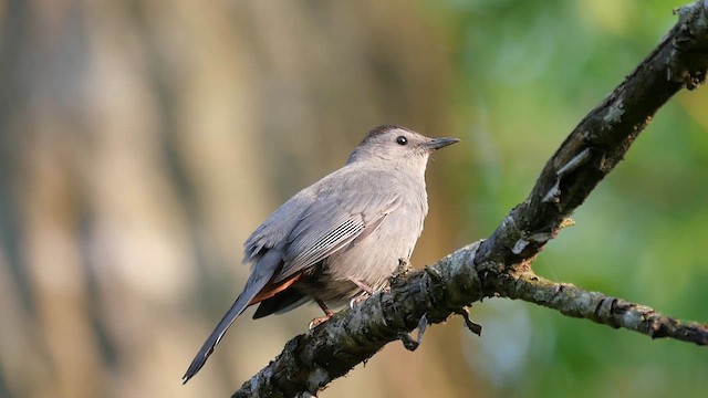 Gray Catbird - ML622336154