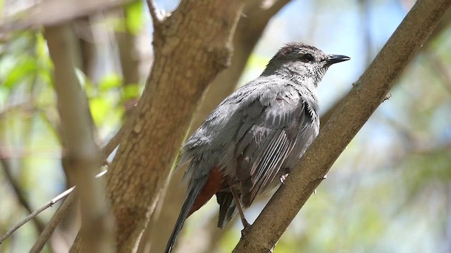 Pájaro Gato Gris - ML622336208