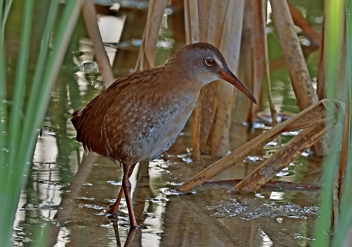 Virginia Rail - ML622336209