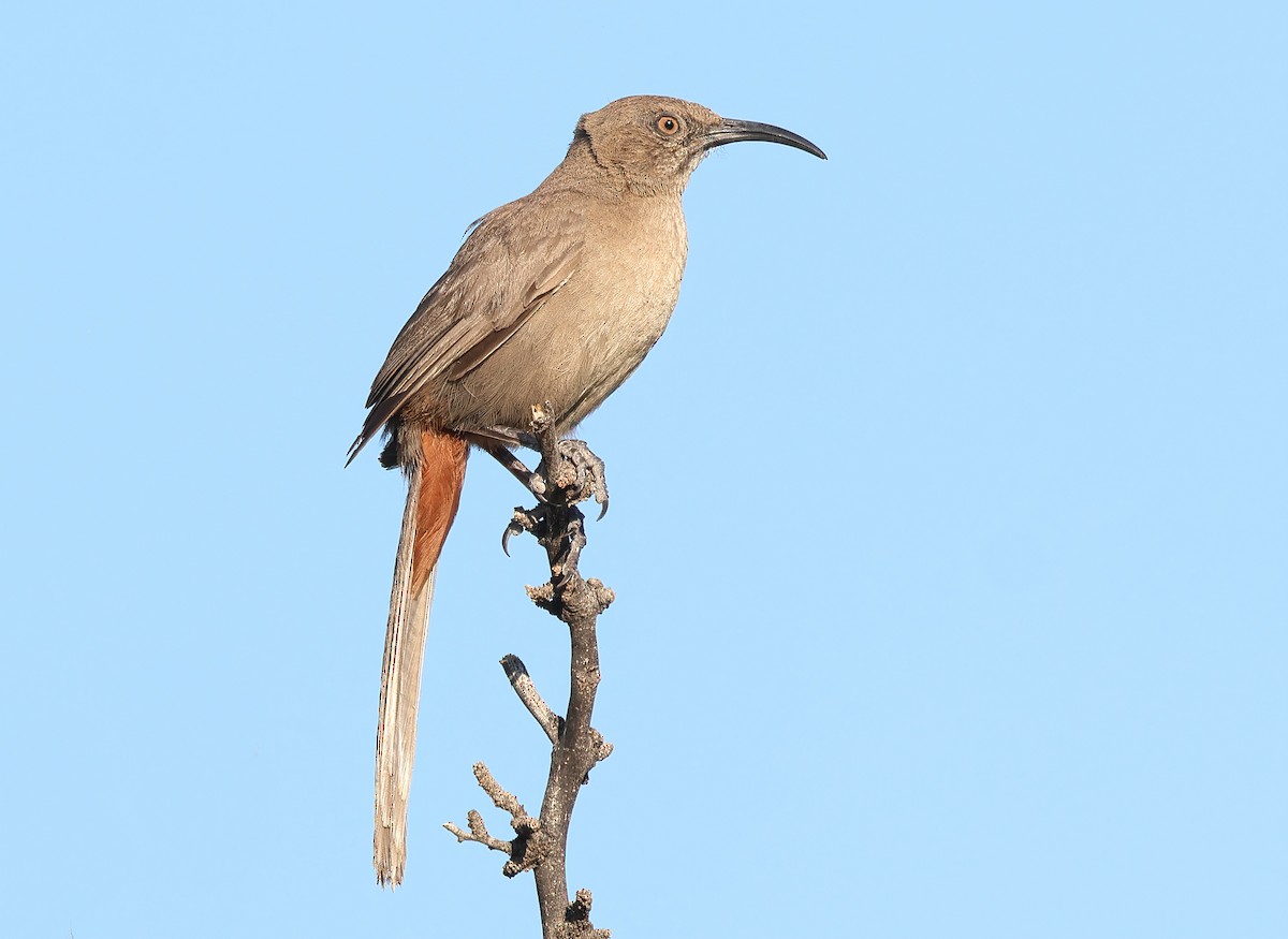 Crissal Thrasher - ML622336212