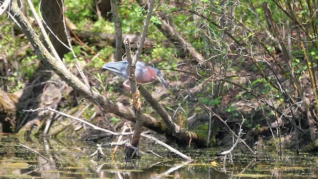 Green Heron - ML622336222