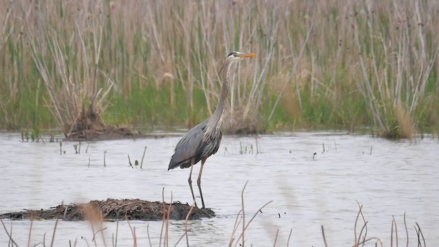 Great Blue Heron - ML622336243