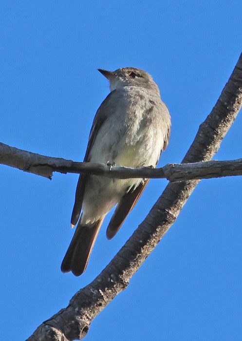 Western Wood-Pewee - Terry Hibbitts