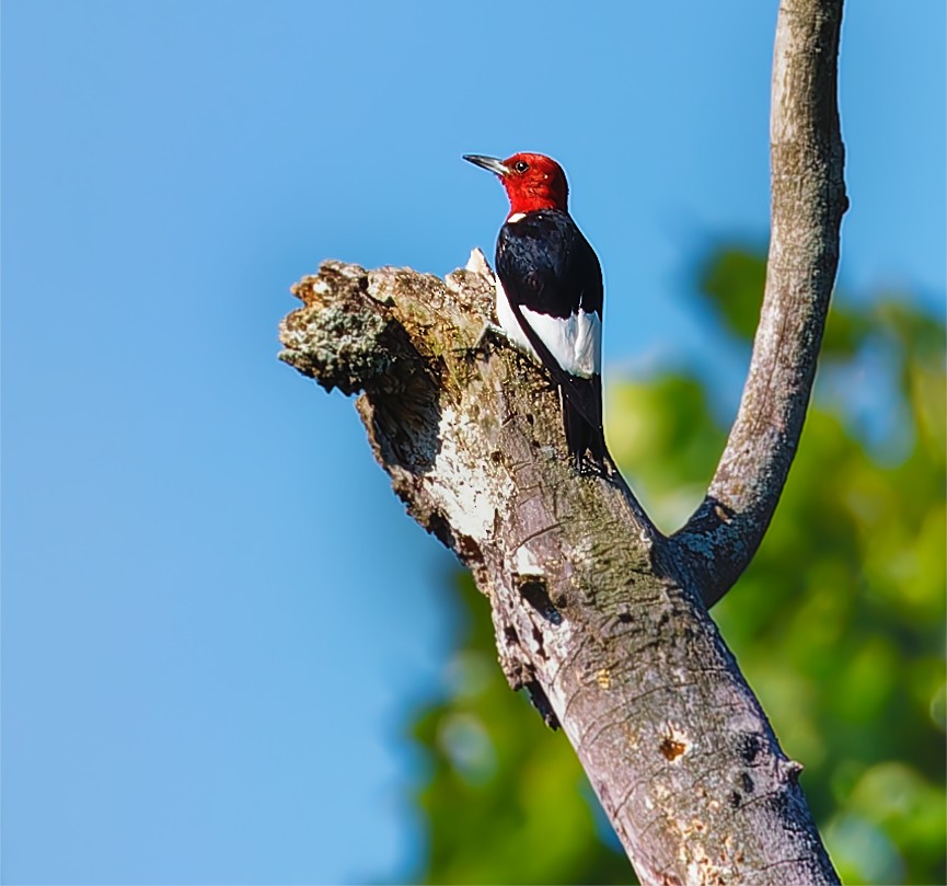 Red-headed Woodpecker - ML622336277