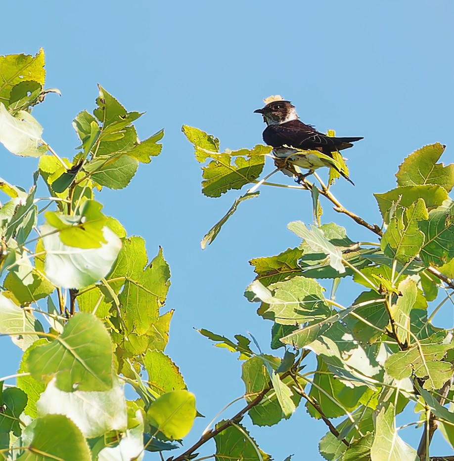 Purple Martin - ML622336285