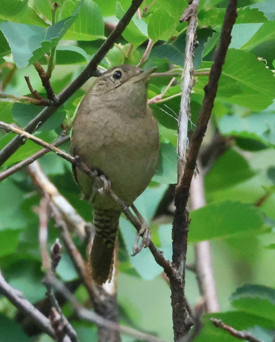 House Wren - ML622336371