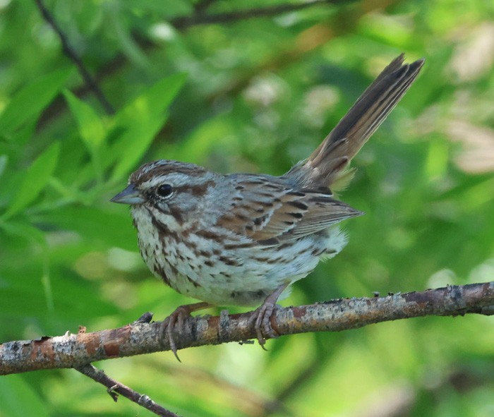 Song Sparrow - ML622336399