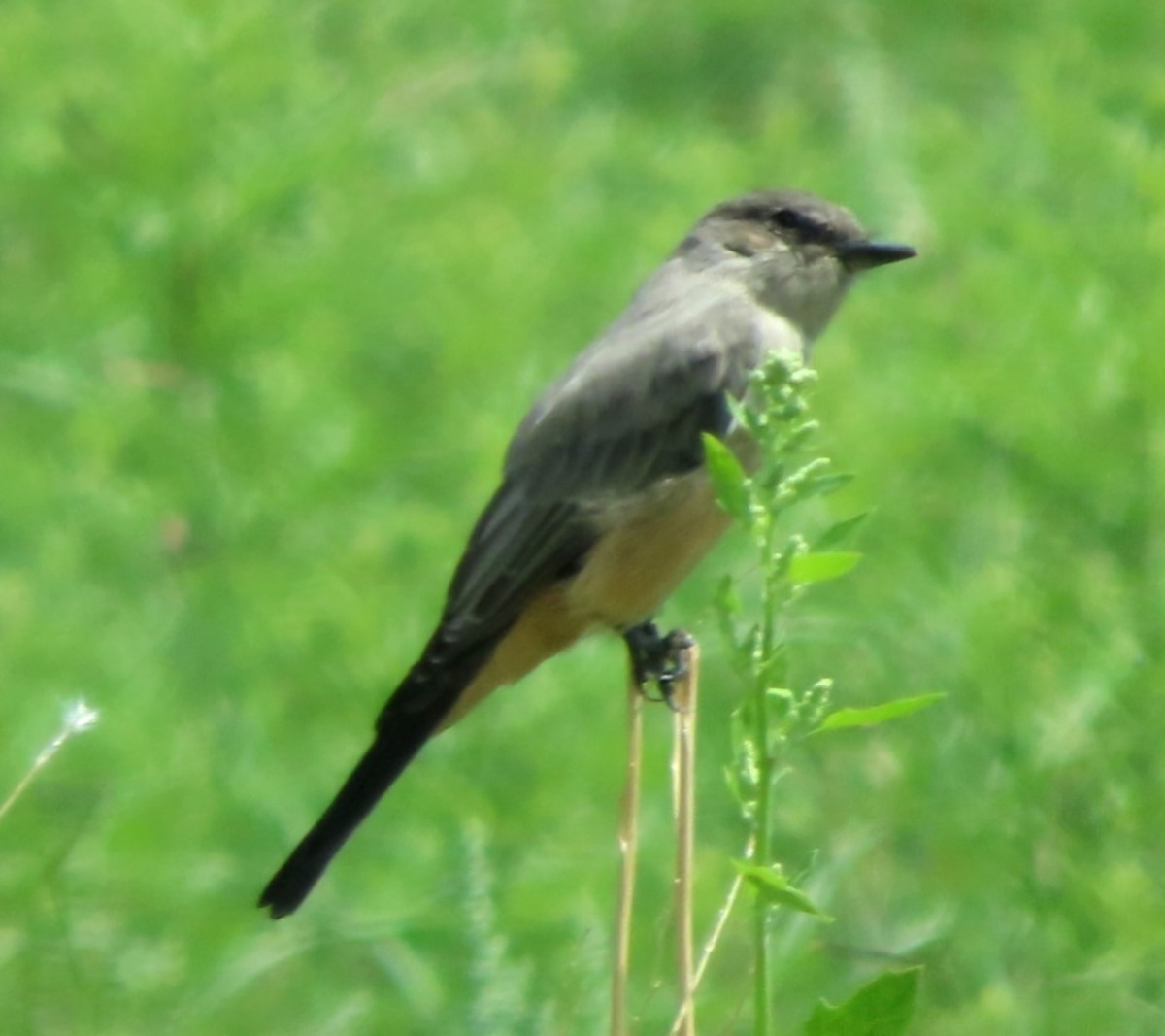 Say's Phoebe - ML622336414