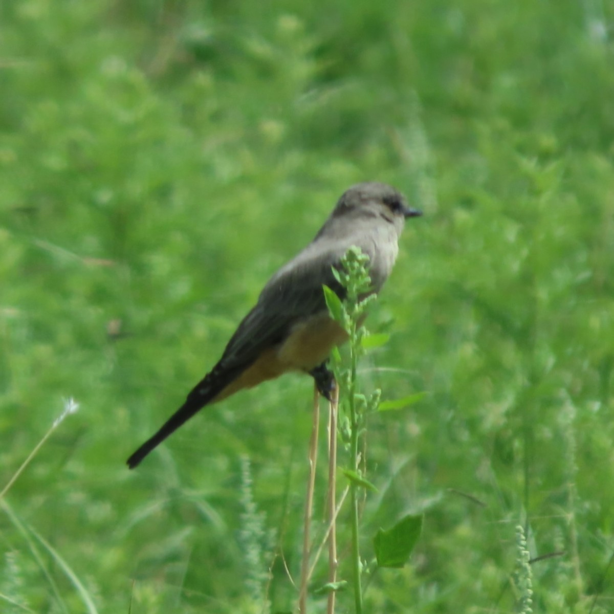 Say's Phoebe - ML622336419