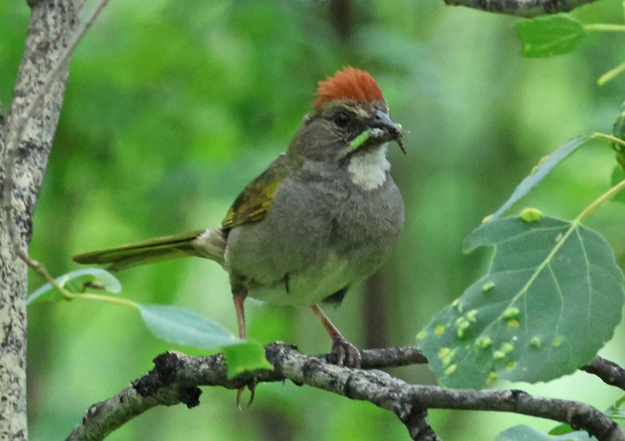 Green-tailed Towhee - ML622336424